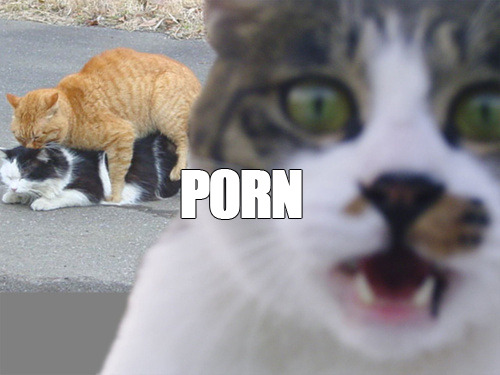 IODJFSOSDJOJFDOJOFDOSDFJDOFJFIO