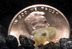 corgipale:  kennthium:  shoobocalypse:  Common Cuttlefish by Smithsonian’s National Zoo on Flickr. tiny wittle baby cuttle.  aaaAAAAAAAAAAAA  cuttlefish aaaaa ;w;  me