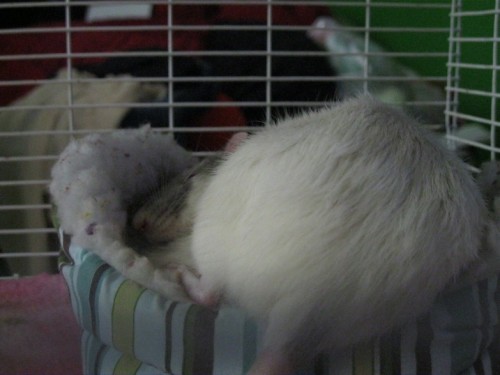 Roo sleeping on her sister.