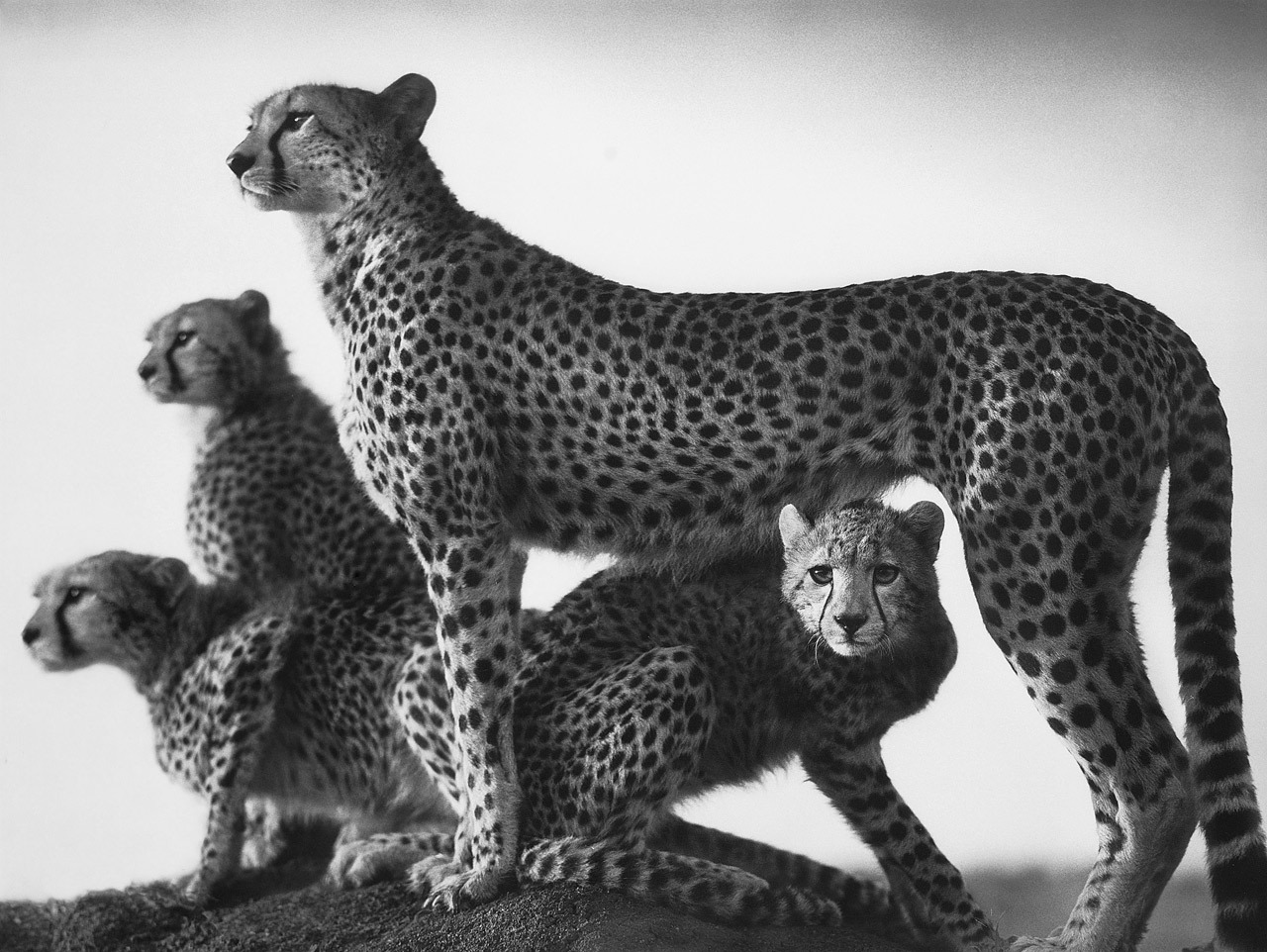 Cheetah and Cubs, Masaai Mara photo by Nick Brandt; On this Earth series, 2003