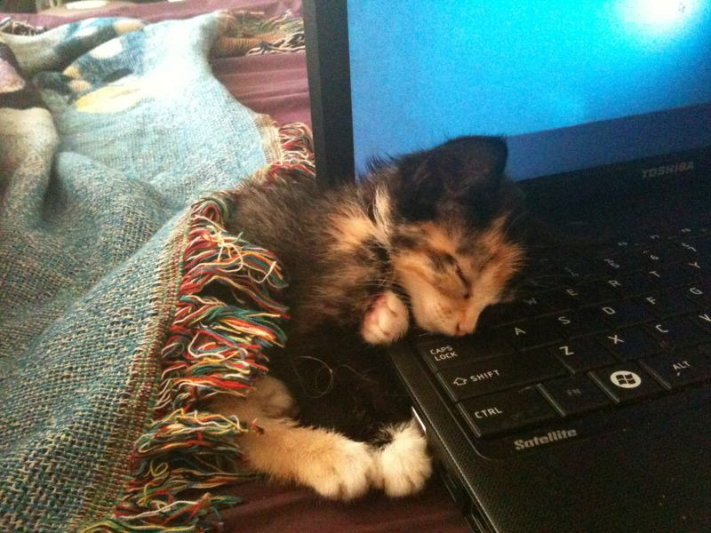 666daysofhell:  Aline is so cute :3 I love her she’s the best kitten ever yo. 