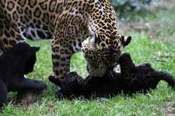 thebigcatblog:  A jaguar named Daniela plays