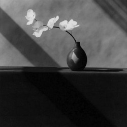journalofanobody:  Orchids — Robert Mapplethorpe, 1982 
