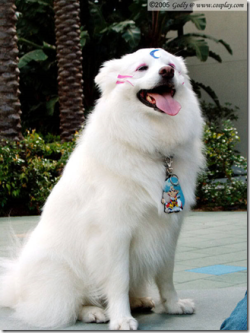 frozenyogurt3:  This dog needs to befriend by dogs! sierrabme:  i want this dog…. &lt;^.^&gt;  