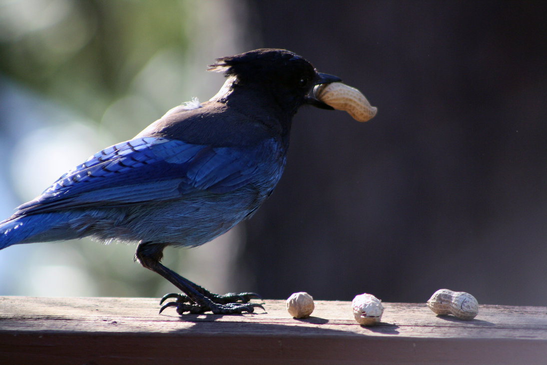 my friend took this picture and i named the bird sarah. LOL :)