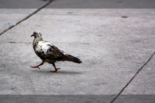 this bird is named squash