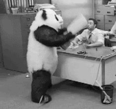 Ursos pandas, passam metade do dia dormindo e comendo, eu passo metade do dia, dormindo e comendo, então eu sou um panda.