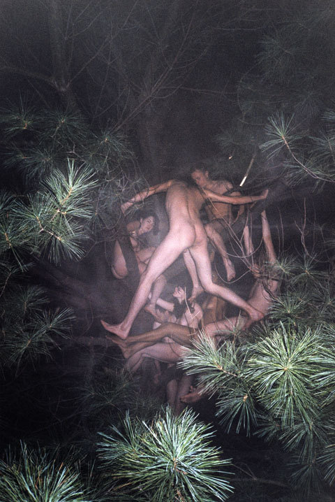 ryan mcginley / tree