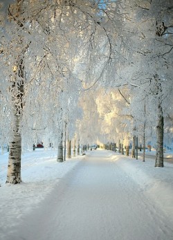 fromeuropewithlove:  Dalarna, Sweden 