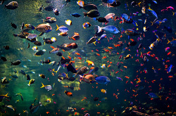 kari-shma:  California Academy of Sciences (by navid j) 