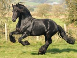 Friesian horse sweet-but-bitter:  This is