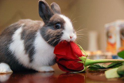 Oh! I see you’re there
I was just checking this rose
For freshness. Honest.