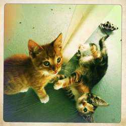 fuckyeahfelines:  My new babies Weasley &