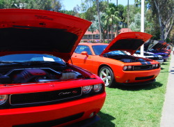 blondebmwlover:  Dodge Challengers all lined up. Taken at the Barrett Jackson car auction 