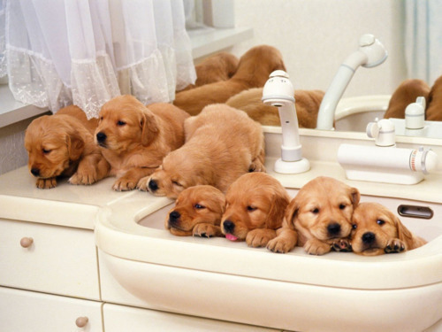 THE CUTE
