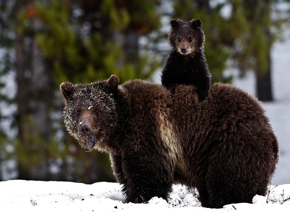 newsflick:  A grizzly sow and her cub: A cub rids on a sow’s back as she was rooting