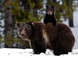 newsflick:  A grizzly sow and her cub: A cub rids on a sow’s back as she was rooting through the snow for food in Yellowstone. The sow had just caught a rodent and lifted her head to reveal her catch. (Trish Carney) 
