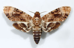 metapsychic-blog:Death’s Head Hawk Moth.
