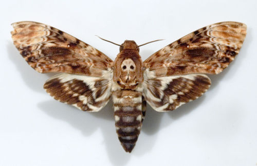 Porn metapsychic-blog:Death’s Head Hawk Moth. photos