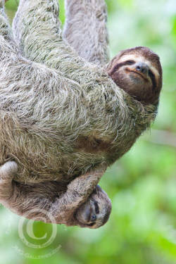 vivalalara:  did i mention i LOVE sloths?