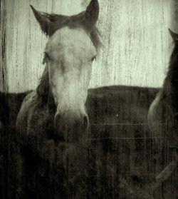 georgessalameh:  Irish Horse by Joby Hickey
