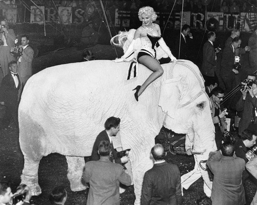 umcadim: Tão linda em seu elefante *.*  Marilyn Monroe rides a pink elephant in Madison Squar