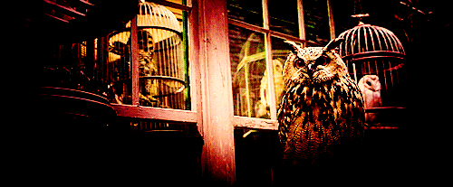 hogwartskidsproblems:  #GUUUUUUURL #DON’T EVEN THINK ABOUT BUYING ME #YOU MAY BE HARRY FUCKING POTTER BUT I AM NOT READY TO LISTEN TO YOUR PROBLEMS 24/7 #I’M AN OWL NOT A THERAPIST #I’M A STRONG INDEPENDANT OWL WHO DON’T NEED NO OWNER #CAW CAW