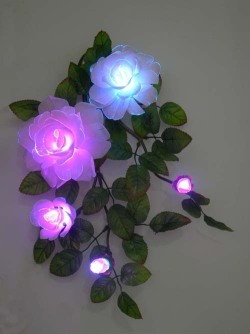 Milkroses