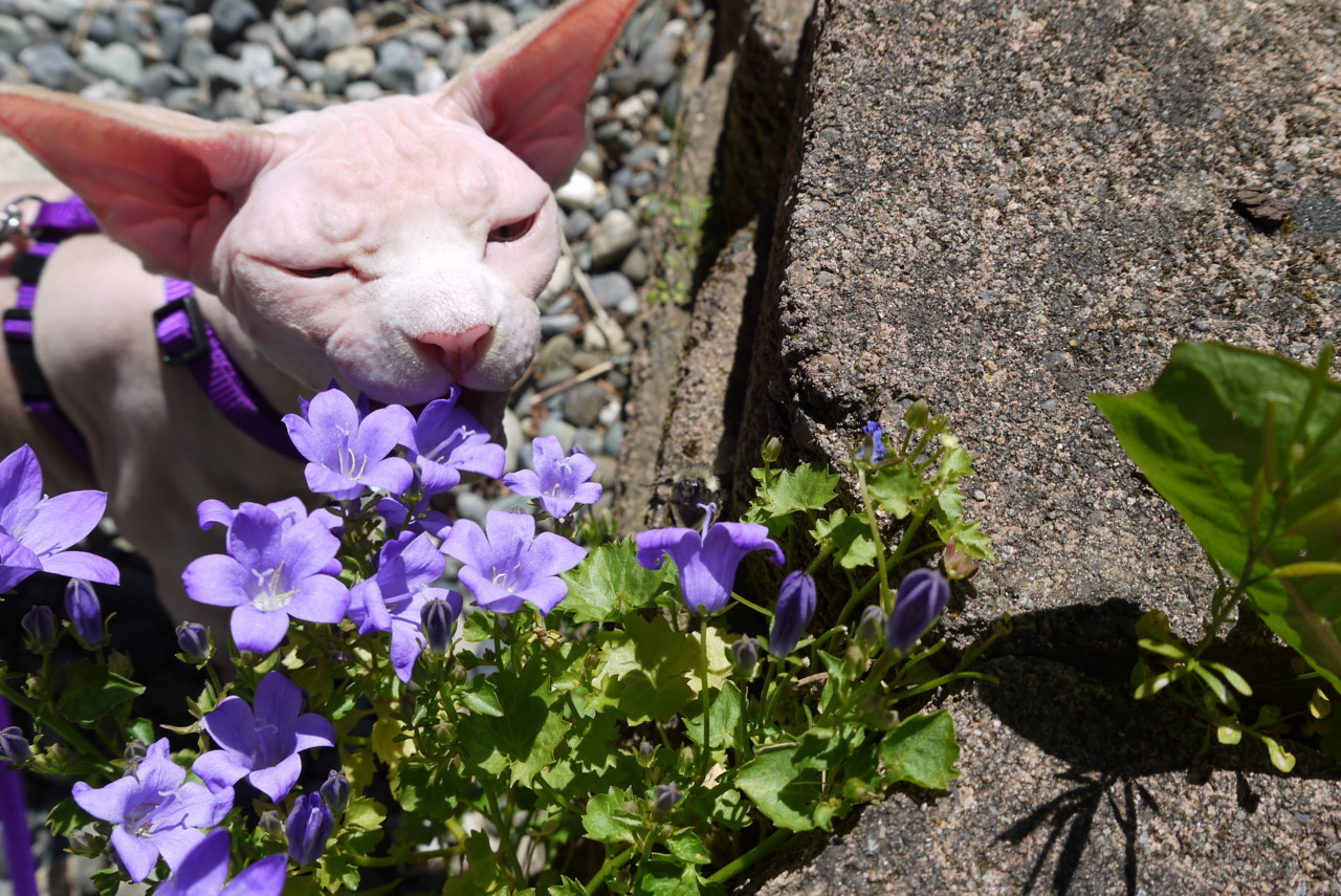 fuckyeahhairlesscats:  Nala enjoying the great outdoors! 