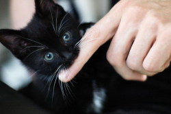aww-baby-animals:  Aww kitten! 