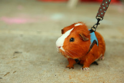 p-chu:  i have the same harness/leash for my chinchilla lol! :C my guinea pig died last night&hellip;. 