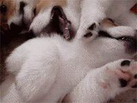 fuckyeahcorgi:  ohsleepingbear:    Head. Explodes. 