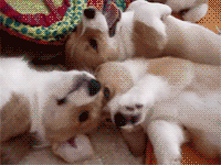 fuckyeahcorgi:  ohsleepingbear:    Head. Explodes. 