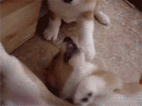fuckyeahcorgi:  ohsleepingbear:    Head. Explodes. 