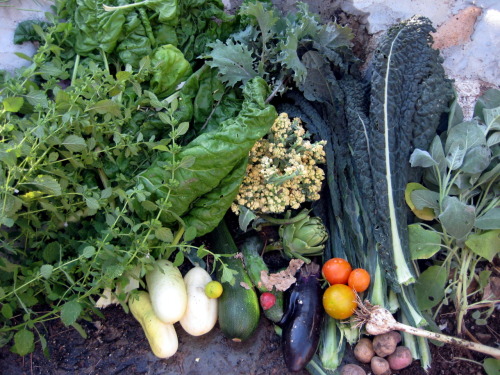 ediblegardensla:The holiday harvest in chefs Suzanne Goin and David Lentz’s garden; kale, sage, garl