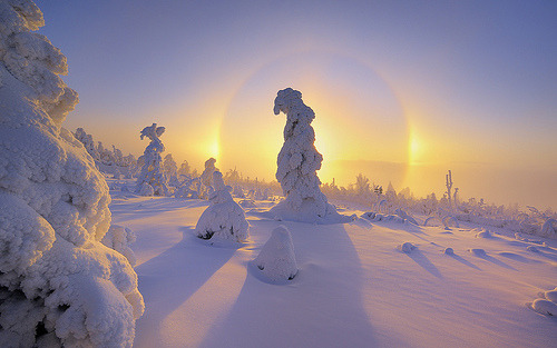 cordisre:A ring of light surrounding a snow-covered tree.  Atmospheric ice crystals refract late eve