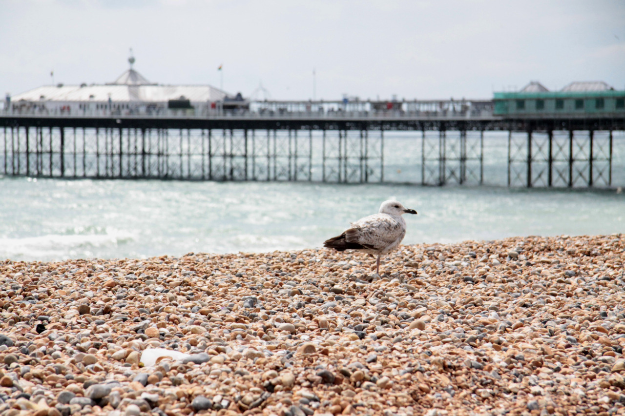 saw this cute little guy in brighton last week.