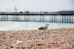 saw this cute little guy in brighton last