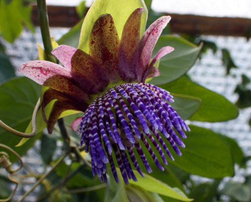 fuckyeahpassionflowers:  Passiflora triloba. Syn: P. columbrina This beautiful flower belongs to the