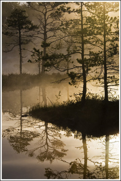masappm:  20110527. Pärnumaa. Tolkuse bog. Morning fog. 2302. (by Tiina Gill) 