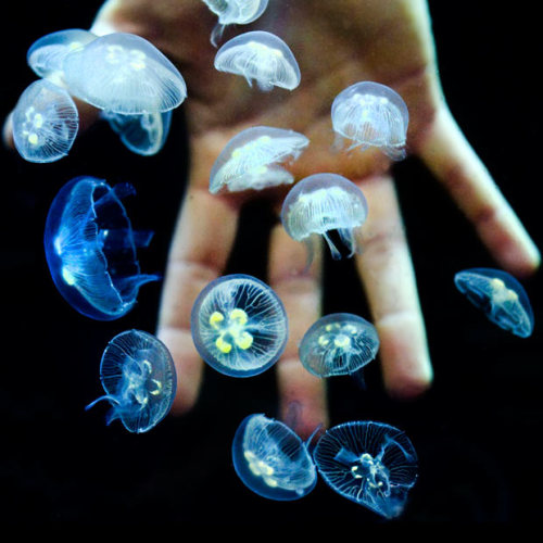 hantukopek:Hundreds of moon jellyfish babies have been born at the Weymouth Sealife centre in Dorset