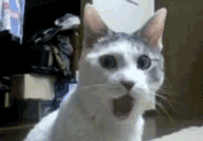 Todos alguna vez vimos estos gifs en tumblr: