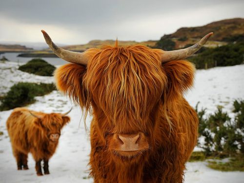 bittergrapes:capellaa:Highland cattle, ScotlandTHEY’RE SO FUZZYtheyre so cute i just want to brush t