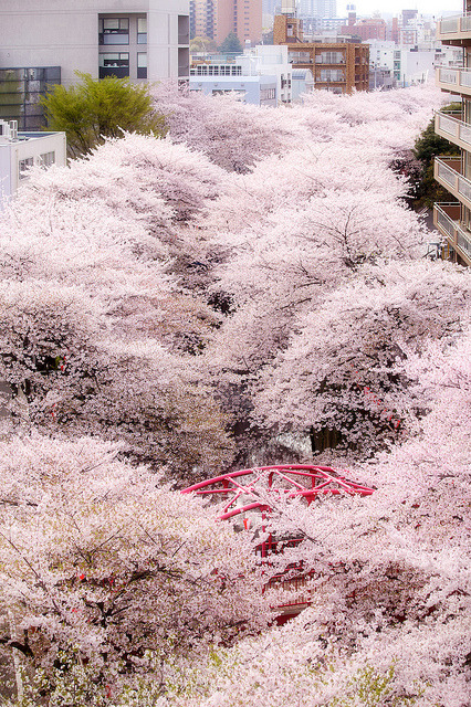 japanlove:  中目黒・桜 by u_ran2008 on Flickr.   Nie wiem dlaczego, ale skojarzyło