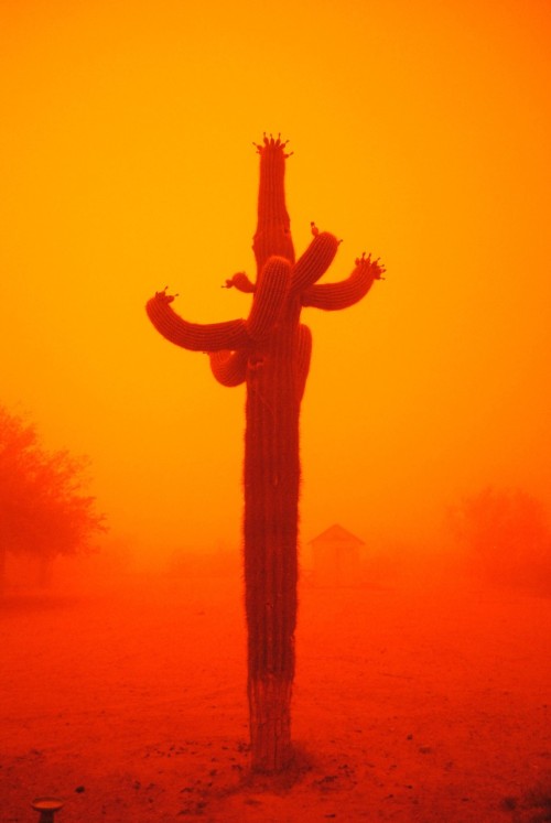 arizona-sky:  chelslintz:  A dust storm in Arizona. Not photoshopped at all, it was really this orange outside    