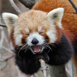 prevailing:  Yawning Red Panda (by Mondmann) 