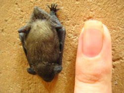 baturday:  So tiny. 