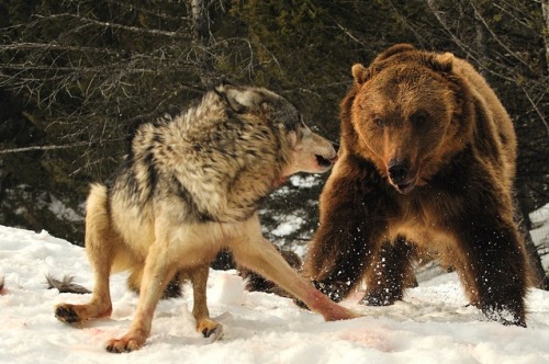 ahistoryofwolfcraft: bear chases wolf off kill.