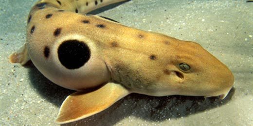 neaq:  An epaulette shark shares something in common with Napolean Bonaparte. Visit