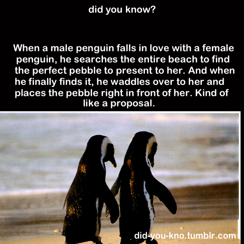 sargaby:  MI PINGUINOOOOOOOOOOOOOOOOOOO!!! *-*  